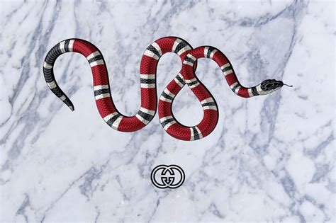 gucci snake backround|supreme Gucci snake wallpaper.